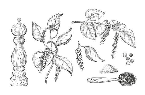 Spice illustration 4